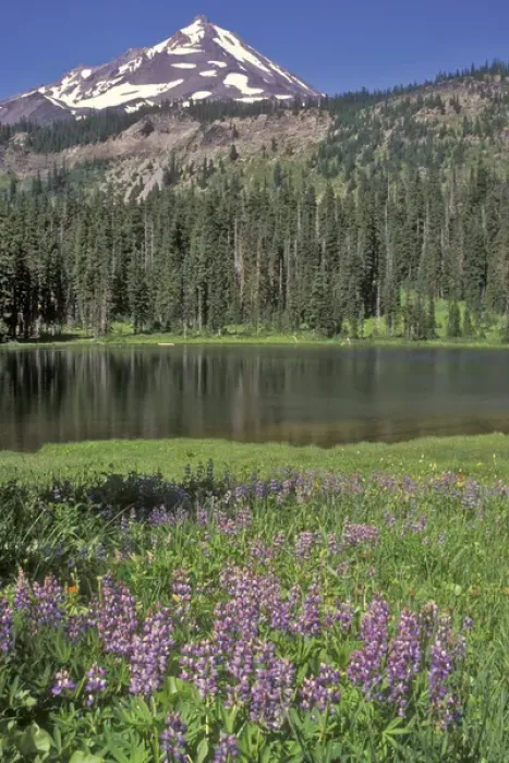 Framed Print : Mt. Jefferson in the background with Hunts Lake in the middleground and Wildflowers Framed Print : Mt. Jefferson in the background with Hunts Lake in the middleground and Wildflowers