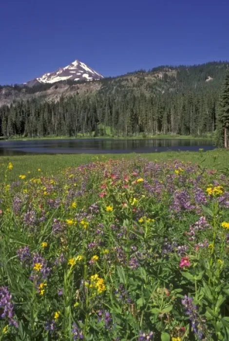 Framed Print : Mt. Jefferson in the background with Hunts Lake in the middleground and Wildflowers Framed Print : Mt. Jefferson in the background with Hunts Lake in the middleground and Wildflowers