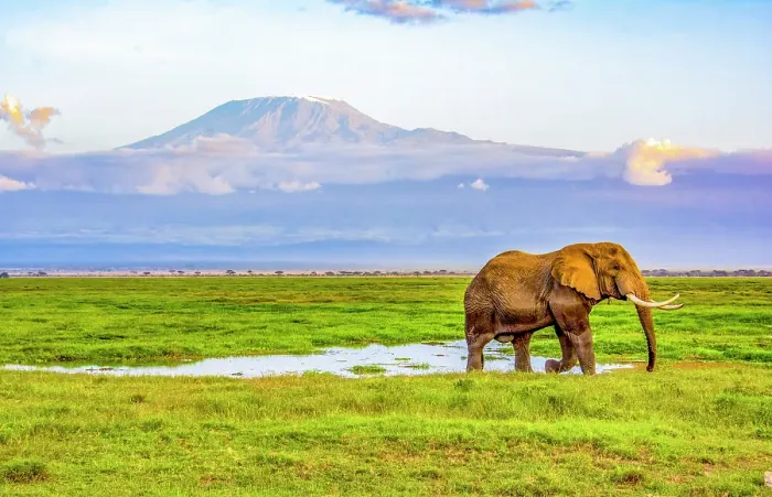 Framed Print : Mt. Kilimanjaro, Samburu National Reserve, Kenya. Portrait of bull elephant at sunset grazing at the foothills of Mt. Kilimanjaro Framed Print : Mt. Kilimanjaro, Samburu National Reserve, Kenya. Portrait of bull elephant at sunset grazing at the foothills of Mt. Kilimanjaro