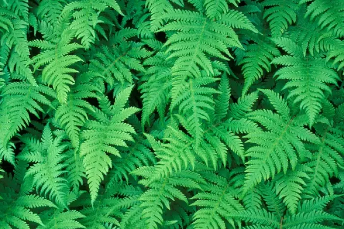 Framed Print : Mt. Marcy, NY Northern Beech Fern, thelypteris phegopteris in NYs Adirondack
