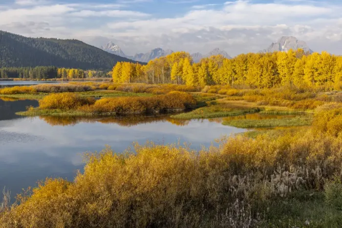 Framed Print : Mt. Moran and golden aspen trees from Oxbow Bend, Grand Teton National Park, Wyoming Framed Print : Mt. Moran and golden aspen trees from Oxbow Bend, Grand Teton National Park, Wyoming