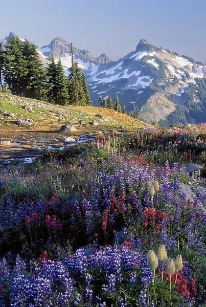 Mt. Rainier National Park, WA, USA. Wildflowers in meadow on Mazama Ridge near Paradise