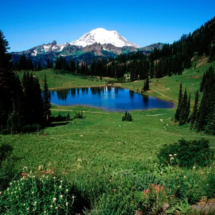 Framed Print : Mt. Rainier from Tipso Lake, Mt. Rainier National Park Framed Print : Mt. Rainier from Tipso Lake, Mt. Rainier National Park
