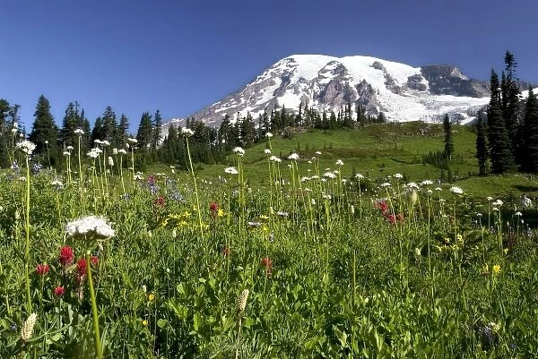 Mt. Rainier and Wildflower meadow at Paradise, Mt. Rainier NP, Washington, USA