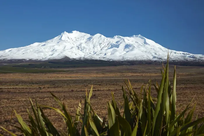 Framed Print : Mt Ruapehu, Rangipo Desert, and flax, Tongariro National Park, Central Plateau, North Island