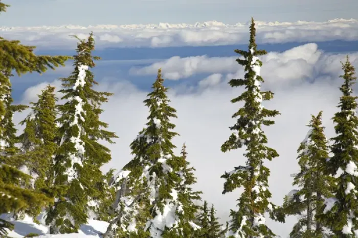 Framed Print : Mt. Washington Ski Resort bordering Strathcona Provincial Park (BCs oldest park Framed Print : Mt. Washington Ski Resort bordering Strathcona Provincial Park (BCs oldest park