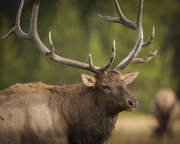 Mud covered antlers on a Rocky mountain bull elk in rut, Cervus elaphus, Madison River