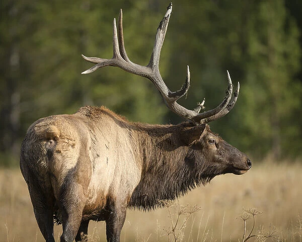 Mud covered antlers on a Rocky mountain bull elk in full rut, Cervus elaphus, Madison River