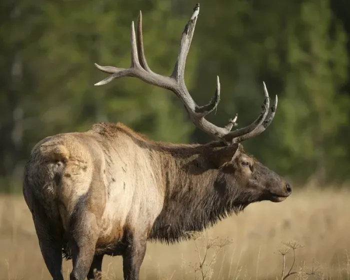 Framed Print : Mud covered antlers on a Rocky mountain bull elk in full rut, Cervus elaphus, Madison River Framed Print : Mud covered antlers on a Rocky mountain bull elk in full rut, Cervus elaphus, Madison River