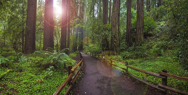 Muir Woods National Monument, Marin County, California, USA