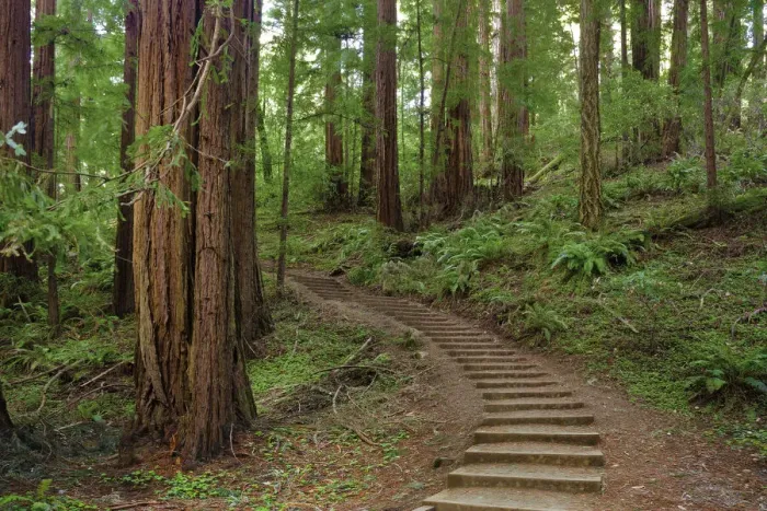 Framed Print : Muir Woods National Monument, Marin County, California, USA