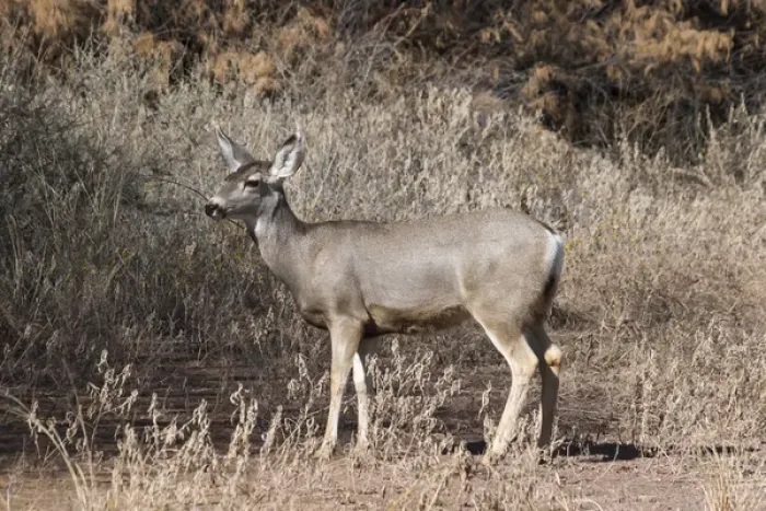 Framed Print : Mule Deer at Bosque del Apache NWR, New Mexico Framed Print : Mule Deer at Bosque del Apache NWR, New Mexico