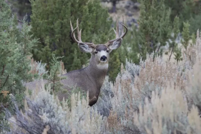Framed Print : Mule deer buck Framed Print : Mule deer buck