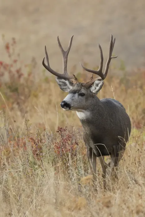 Framed Print : Mule Deer Buck Framed Print : Mule Deer Buck