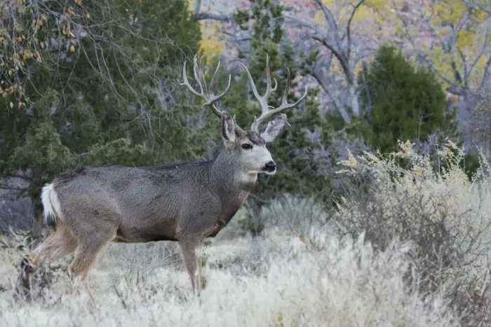 Framed Print : Mule deer buck Framed Print : Mule deer buck