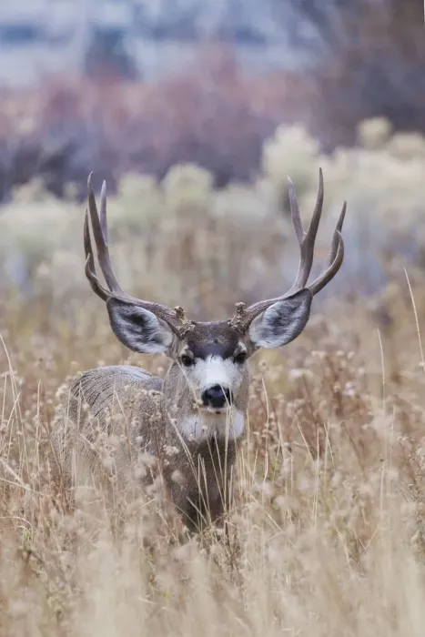 Framed Print : Mule deer buck Framed Print : Mule deer buck