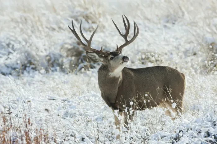 Framed Print : Mule Deer Buck Framed Print : Mule Deer Buck