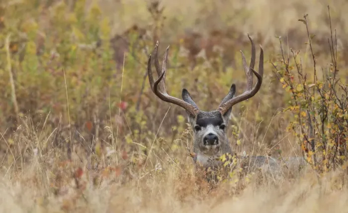 Framed Print : Mule Deer Buck, autumn sprinkle Framed Print : Mule Deer Buck, autumn sprinkle
