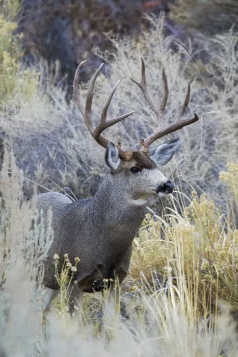 Framed Print : Mule deer buck, emerging from cover Framed Print : Mule deer buck, emerging from cover