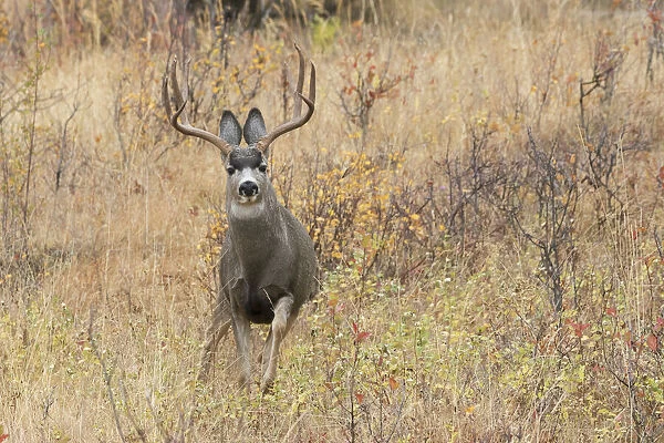 Mule deer buck escaping danger
