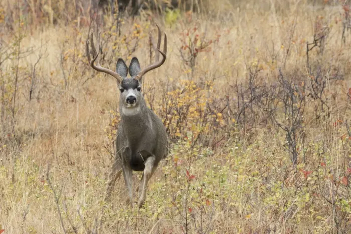 Framed Print : Mule deer buck escaping danger