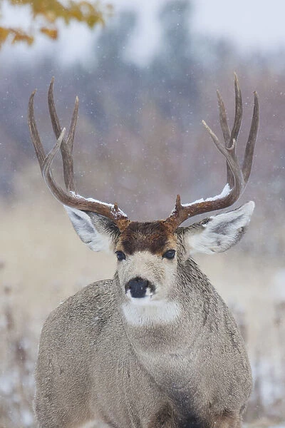 Mule Deer Buck, late autumn snow