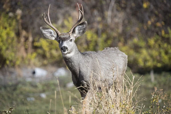 A mule deer buck at National Bison Range, Montana