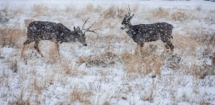 Framed Print : Mule Deer Bucks graze in snowstorm, Wyoming Framed Print : Mule Deer Bucks graze in snowstorm, Wyoming