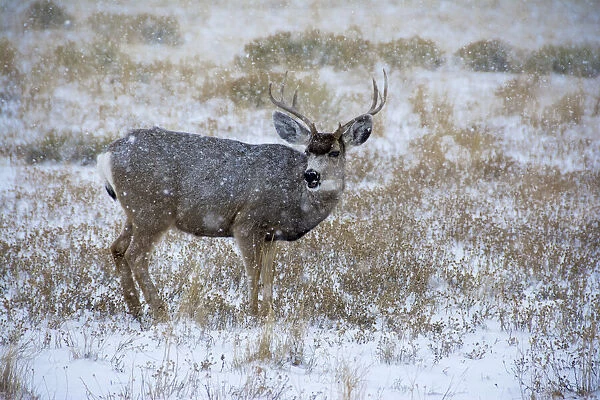 Mule Deer Bucks graze in snowstorm, Wyoming