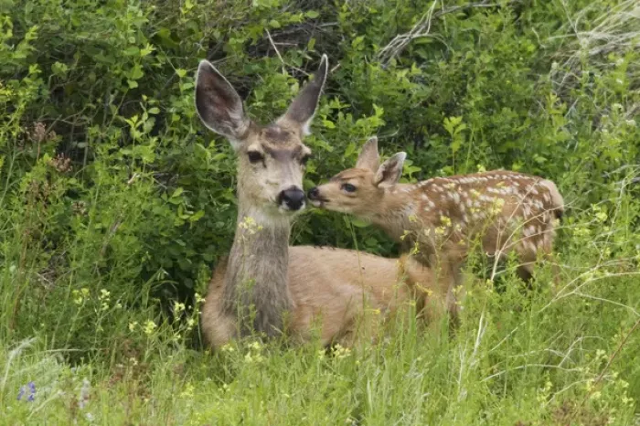 Framed Print : Mule Deer Doe with Fawn Framed Print : Mule Deer Doe with Fawn