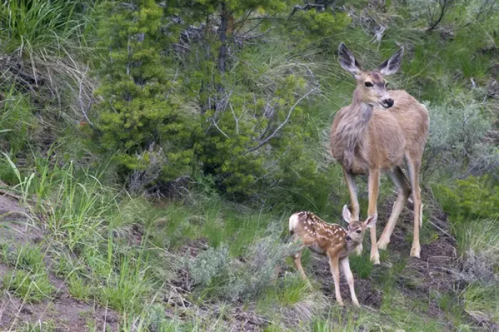 Framed Print : Mule Deer Doe with Fawn Framed Print : Mule Deer Doe with Fawn