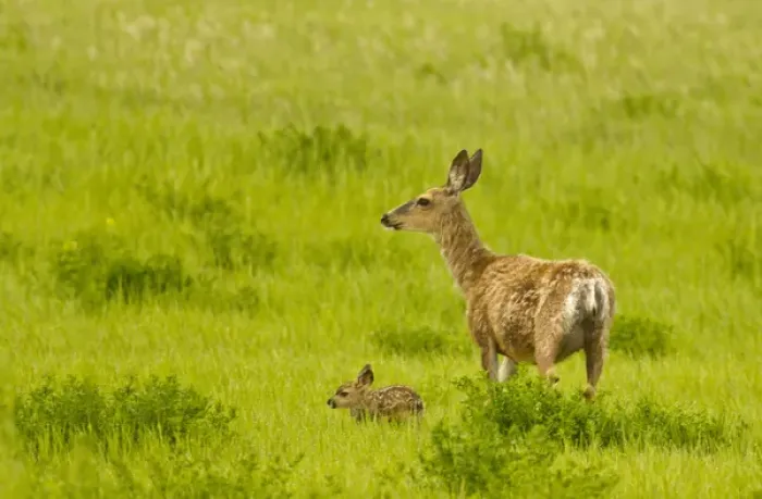 Framed Print : Mule deer doe with newborn fawn near Ekalaka, Montana, USA