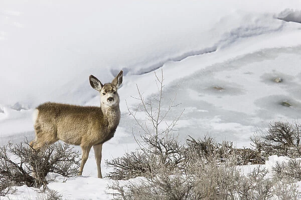 Mule Deer in Grand Teton National Park, Wyoming, US