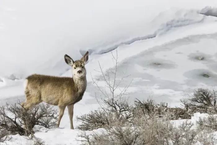 Framed Print : Mule Deer in Grand Teton National Park, Wyoming, US