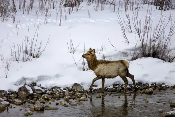 Framed Print : Mule Deer in Grand Teton National Park, Wyoming, US Framed Print : Mule Deer in Grand Teton National Park, Wyoming, US
