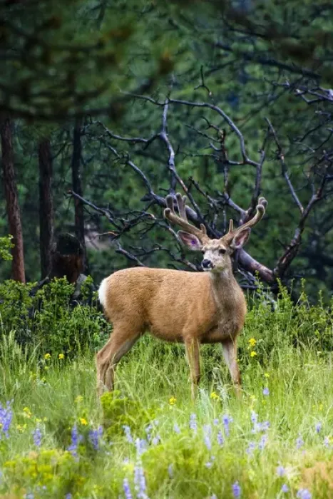 Framed Print : Mule deer, Odocoileus hemionus, are the most popular western species of deer. Hunted Framed Print : Mule deer, Odocoileus hemionus, are the most popular western species of deer. Hunted