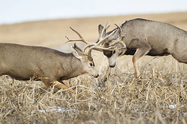 Mule Deer (Odocoileus hemionus) bucks fighting during rut