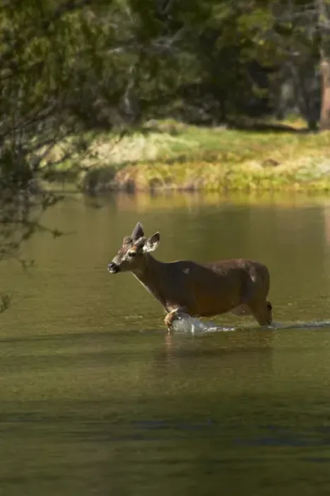Framed Print : Mule deer (Odocoileus hemionus) by Mirror Lake, Tenaya Canyon, Yosemite National Park