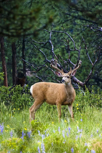 Mule deer, Odocoileus hemionus, are the most popular western species of deer. Hunted