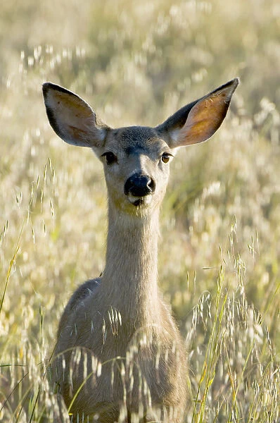 Mule deer, Odocoileus hemionus, UCSC Campus Natural Reserve, Santa Cruz, California