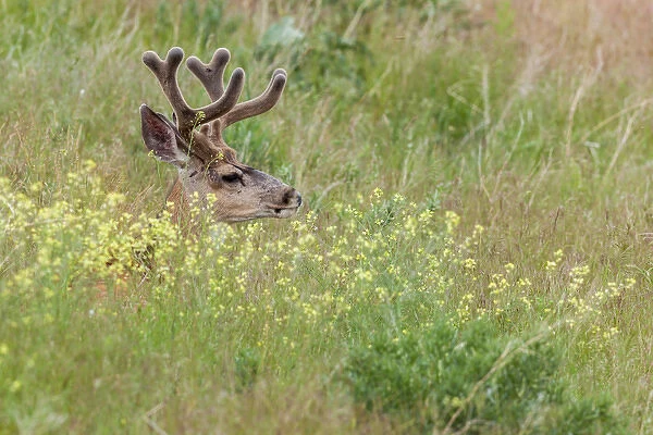 Mule Deer resting in wildflowers in National Bison Range, Montana