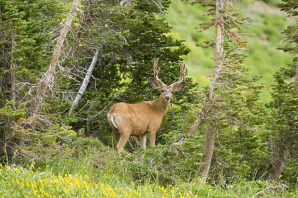 Mule deer(Odocoileus hemionus) in wildflowers, Little Cottonwood Canyon, Wasatch Mountains