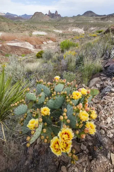 Framed Print : Mule Ears formation and prickly pear flowers in Big Bend National Park Framed Print : Mule Ears formation and prickly pear flowers in Big Bend National Park