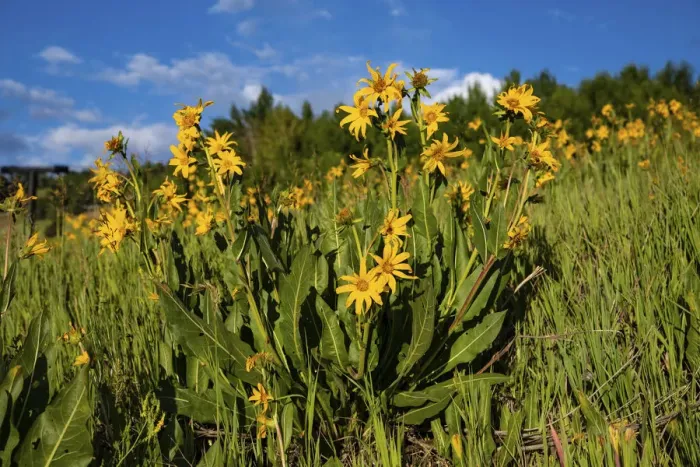 Framed Print : Mules ear (Wyethia arizonica) in Rocky Mountains Framed Print : Mules ear (Wyethia arizonica) in Rocky Mountains