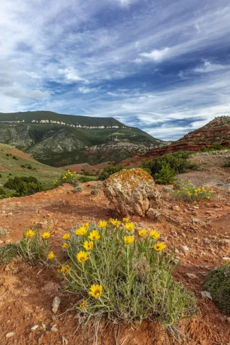 Framed Print : Mules ears wildflowers in the Pryor Mountains in the Bighorn National Recreation Area Framed Print : Mules ears wildflowers in the Pryor Mountains in the Bighorn National Recreation Area