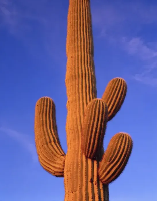 Framed Print : Multi armed Giant Saguaro cactus against a blue evening sky, Organ Pipe Cactus Nat l Monument