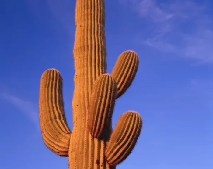 Framed Print : Multi armed saguaro cactus against a blue sky in the evening, Organ Pipe Cactus Nat l Monument Framed Print : Multi armed saguaro cactus against a blue sky in the evening, Organ Pipe Cactus Nat l Monument
