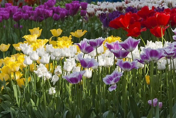 Multi color tulip flowerbeds