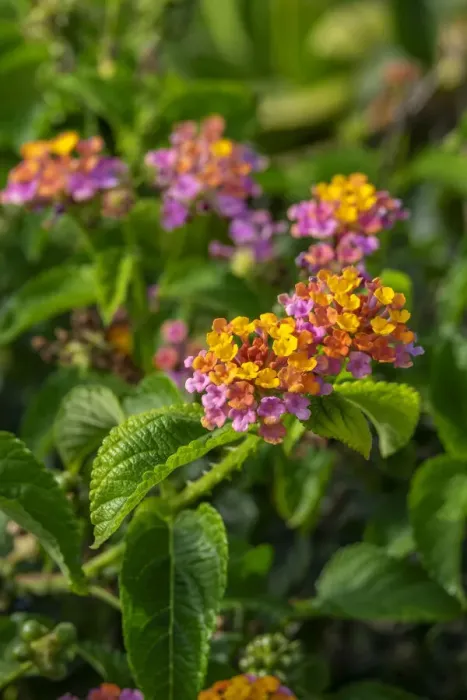Framed Print : Multi-colored Lantana Framed Print : Multi-colored Lantana