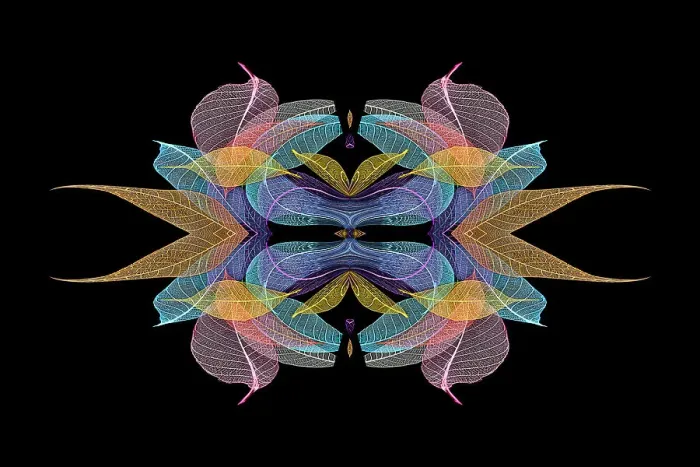 Framed Print : Multi-colored skeleton leaves arranged on black background Framed Print : Multi-colored skeleton leaves arranged on black background